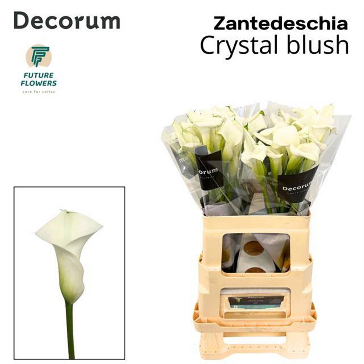 Zantedeschia