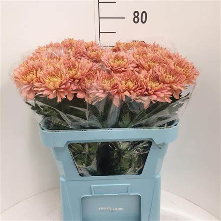 Chrysanthemum