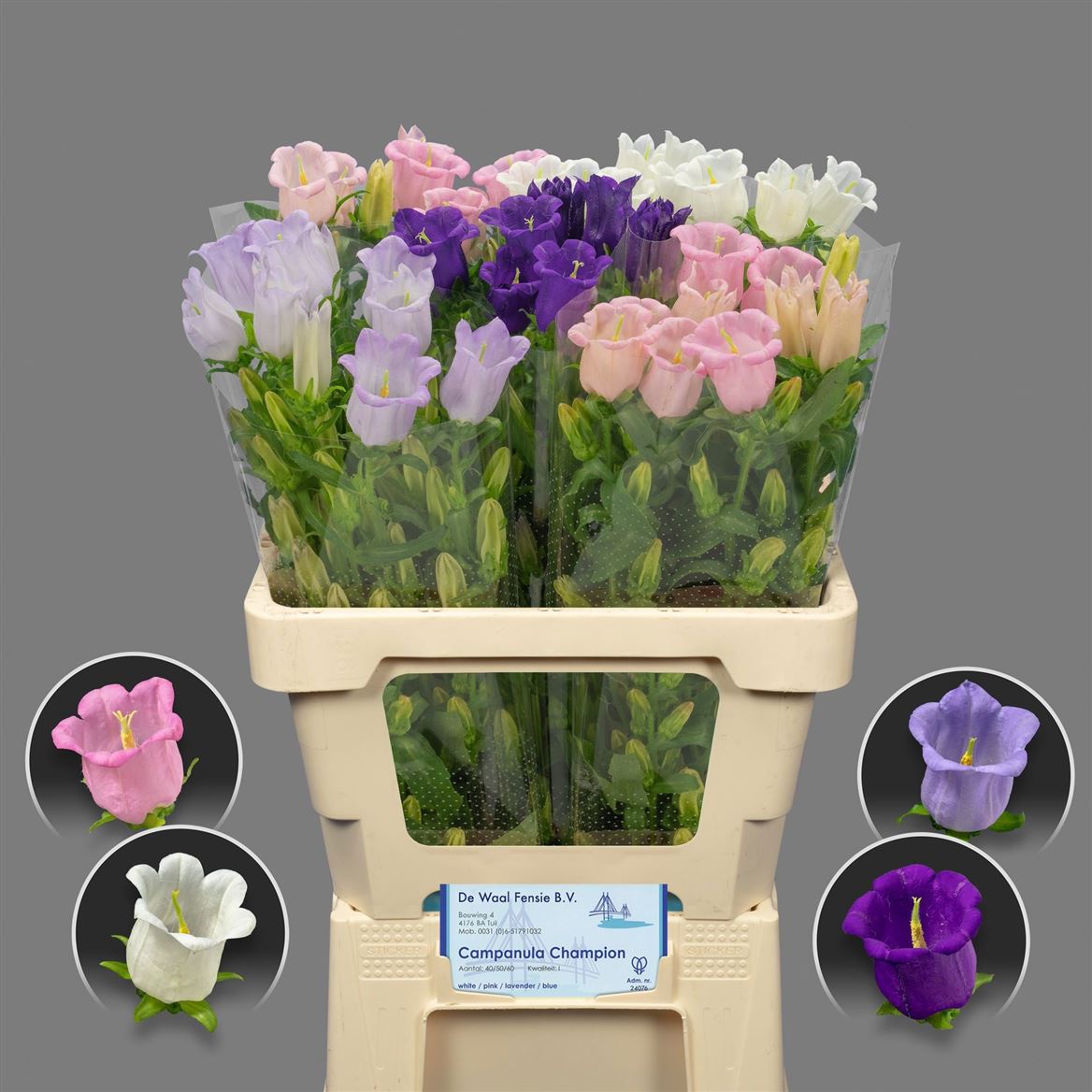 Flowering Miscellaneous