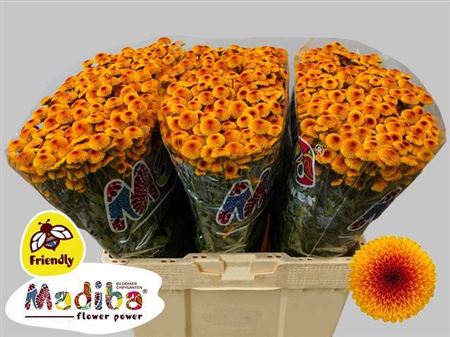 Chrysanthemum